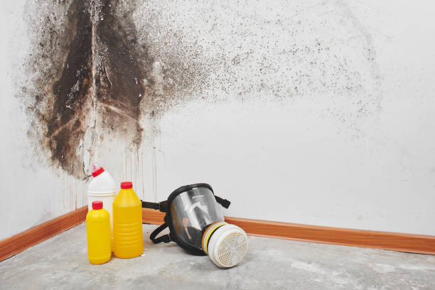 Best Black Mold Removal  in Rancho Mirage, CA